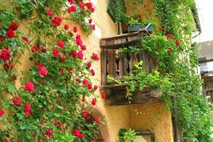 浴火重生：北京开拓者，风雨兼程，只为下一场辉煌